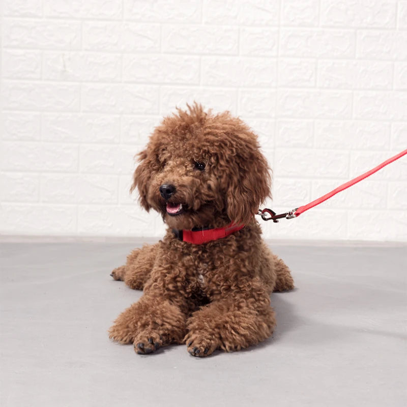 Luminous LED Dog Collar